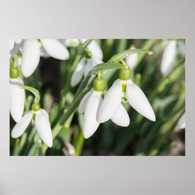 Schneeverfahren-Blume Poster (Vorne)