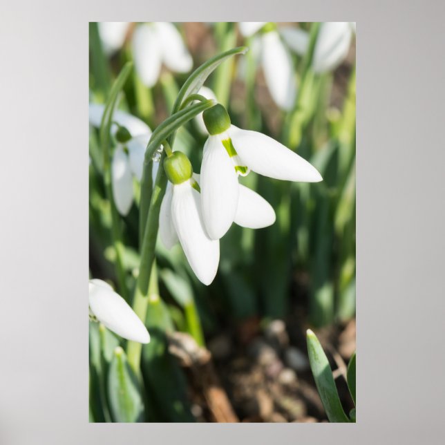 Schneeverfahren-Blume Poster (Vorne)