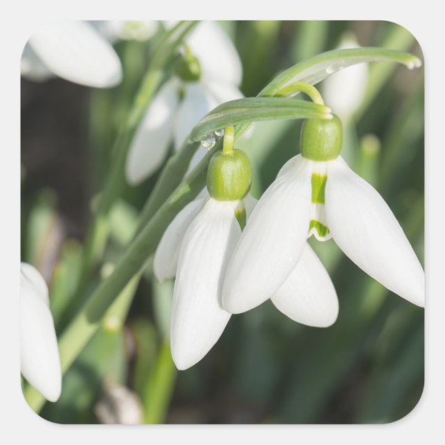 Schneeverfahren-Blume Quadratischer Aufkleber (Vorderseite)