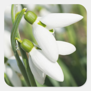 Schneeverfahren-Blume Quadratischer Aufkleber
