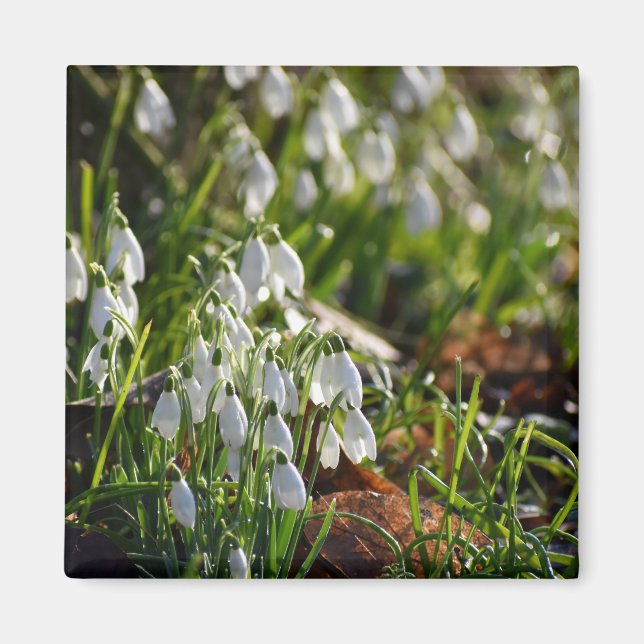 Schneeverfahren Magnet (Vorne)