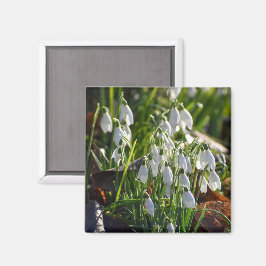 Schneeverfahren Magnet