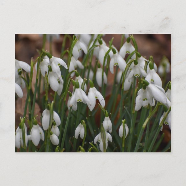 Schneeverfahren Postkarte (Vorderseite)