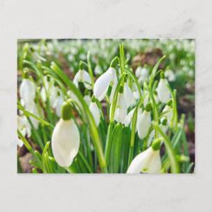 Schneeverfahren Postkarte