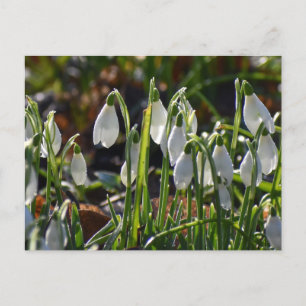 Schneeverfahren Postkarte