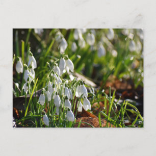 Schneeverfahren Postkarte
