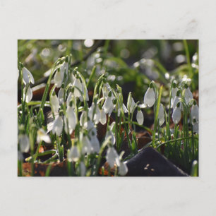 Schneeverfahren Postkarte