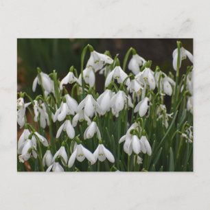 Schneeverfahren Postkarte