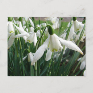 Schneeverfahren Postkarte