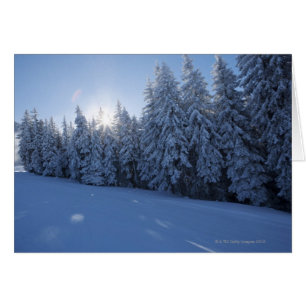Schneewald im Berg