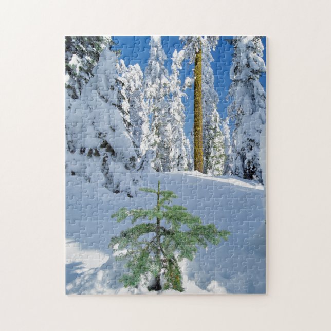 Schneewald in Oregon (Vertikal)