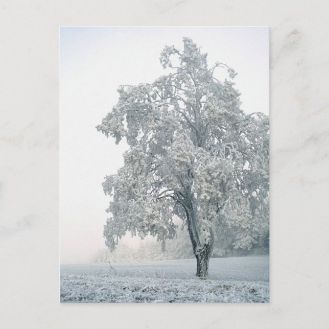 Schneewaldlandschaft Postkarte (Vorderseite)