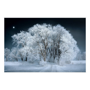 Schneeweg durch Mattierte Bäume Poster