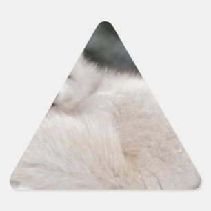 Schneewetter Tiefschneeeis Arctic Fox Dreieckiger Aufkleber