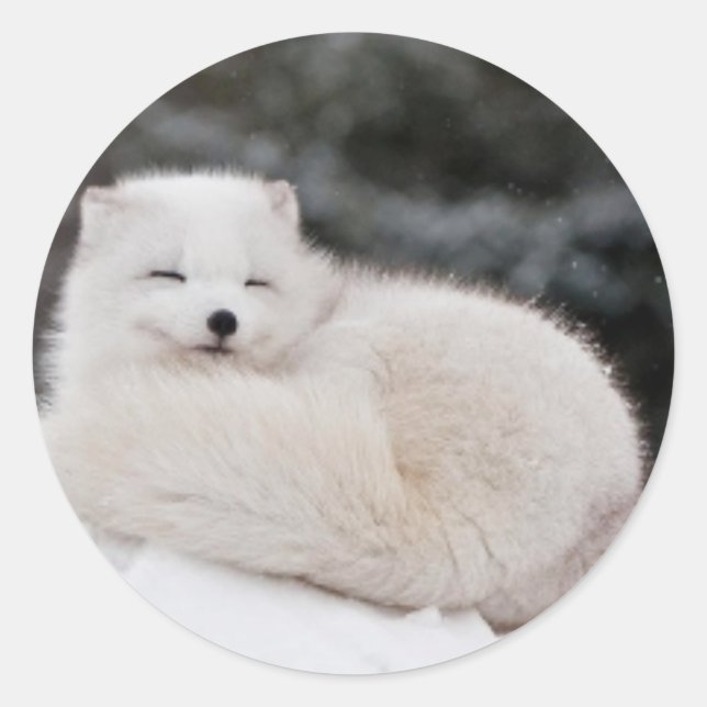 Schneewetter Tiefschneeeis Arctic Fox Runder Aufkleber (Vorderseite)