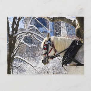Schneewinterpferd im Zentralpark Postkarte