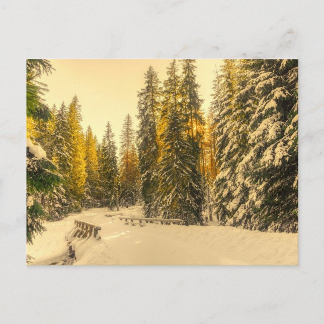 Schneewinterweg mit Pinienbäumen-Fotografie Postkarte (Vorderseite)
