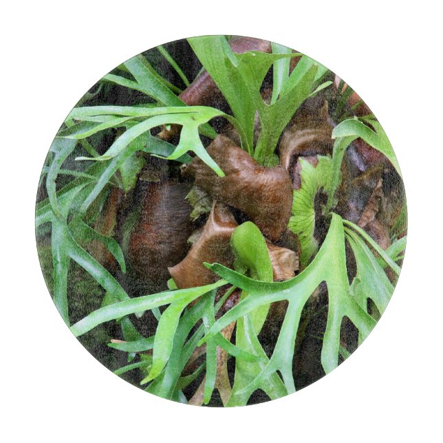 Schneidebrett - Staghorn Farn (Vorderseite)