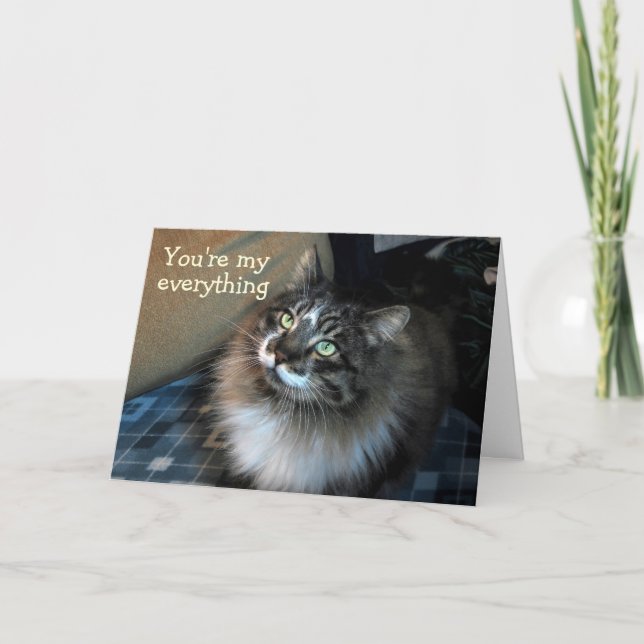 Schnell unwiderstehliche Cat Zorro Card Karte (Vorderseite)