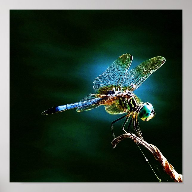 Schnelle Bewegung, aber Stehend Poster (Vorne)