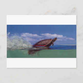 schnelle Schildkröte Postkarte