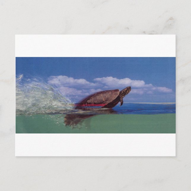schnelle Schildkröte Postkarte (Vorderseite)
