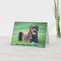 Schnelle Verbesserung für Labrador Retriever Grußk