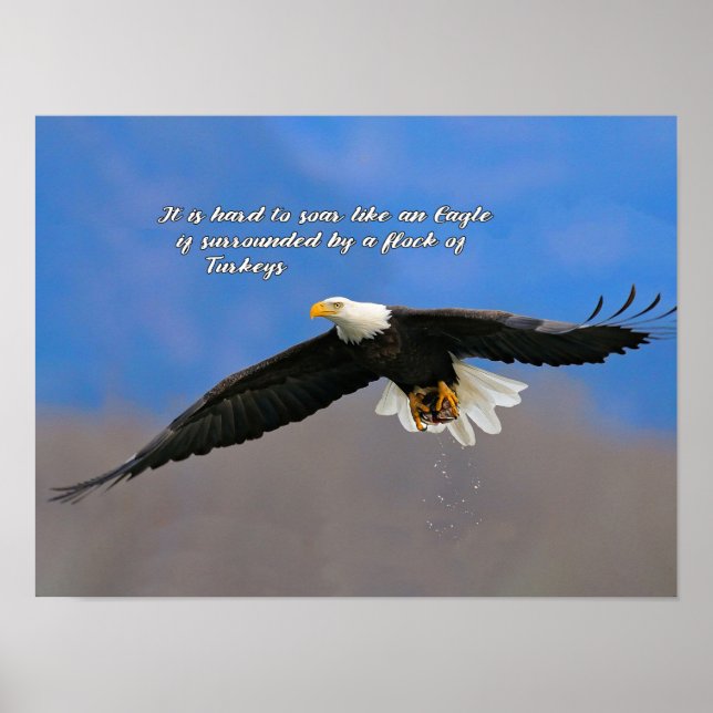 Schneller Adler und Truthühner Poster (Vorne)