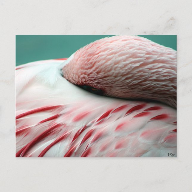 Schneller Schlaf Postkarte (Vorderseite)