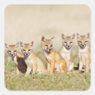 Schnellfuchs (Vulpes macrotis) Jungtier am Bau, 2 Quadratischer Aufkleber