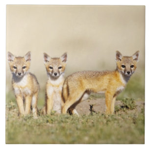 Schnellfuchs (Vulpes macrotis) Jungtier am Bau, 3 Fliese