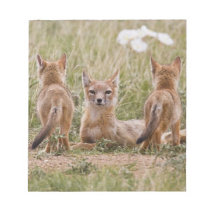 Schnellfuchs (Vulpes velox) Weibchen mit Jungen be Notizblock