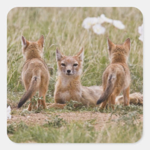 Schnellfuchs (Vulpes velox) Weibchen mit Jungen be Quadratischer Aufkleber