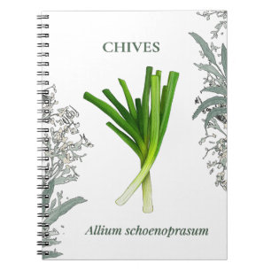 Schnittlauch — Allium schoenoprasum Notizblock