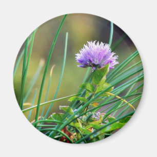 Schnittlauche blau auf Gras Magnet