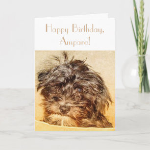Schnoodle Anniversaire Carte pliante