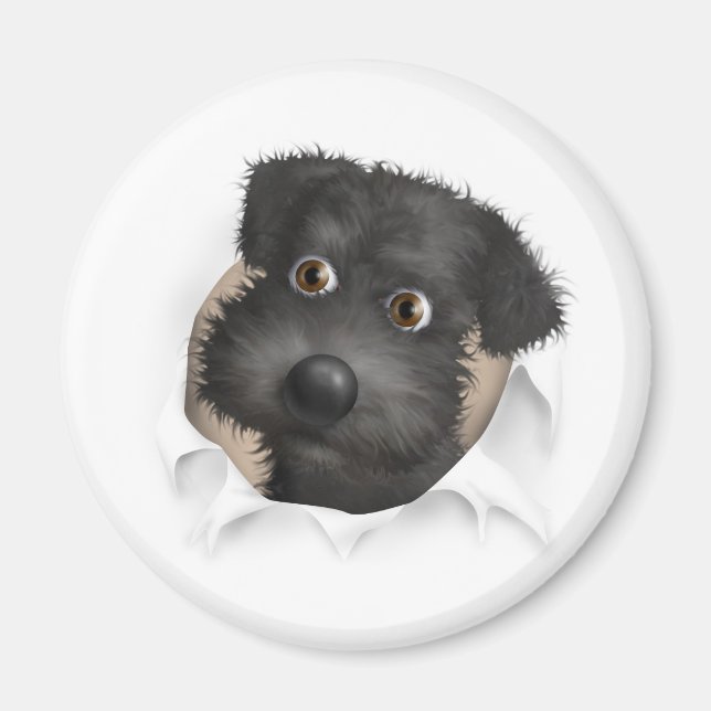 Schnoodle (schwarz) Buckel Magnet (Vorne)