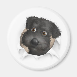 Schnoodle (schwarz) heraus sprengend magnet