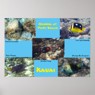 Schnorcheln am Strand von Poipu Poster