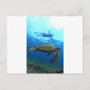 Schnorcheln mit Meeresschildkröten Galapagos Insel Postkarte
