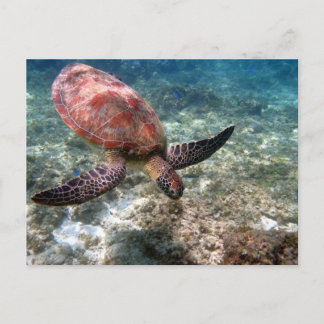 Schnorcheln mit Schildkröte Postkarte