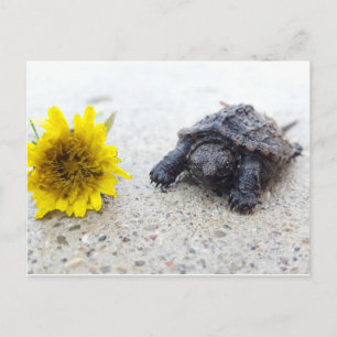 Schnupperschildkröte mit Kronleuchter auf der Post Postkarte