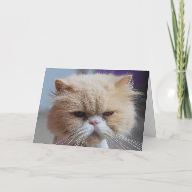Schnurren-fect persische Katzen-Gruß-Karte Karte (Vorderseite)