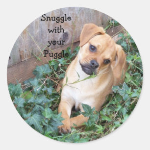 Schnürsenkel mit Puggle-Aufkleber Runder Aufkleber