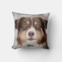 Schokolade, australischer Schäferhund