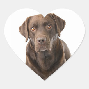 Schokolade Brauner Labrador Retriever Welpenherz Herz-Aufkleber