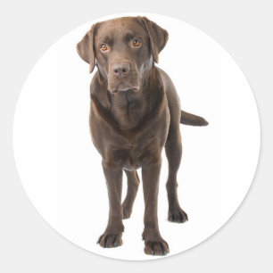 Schokolade Brauner Labrador Retriever Welpenhund Runder Aufkleber
