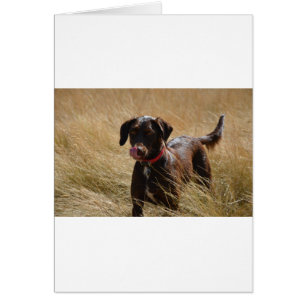 Schokolade Brawn Labrador Retriever