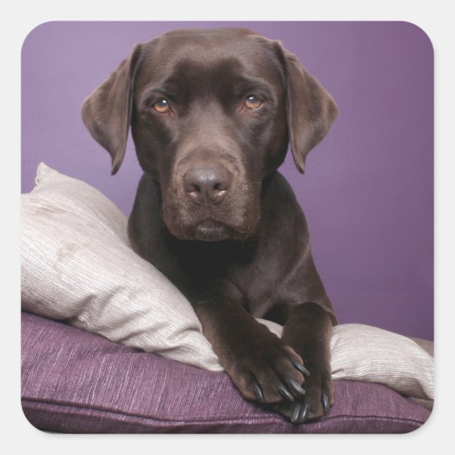 Schokolade Brawn Labrador Retriever Hundeaufkleber Quadratischer Aufkleber (Vorderseite)