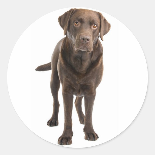 Schokolade Brawn Labrador Retriever Hundeaufkleber Runder Aufkleber (Vorderseite)